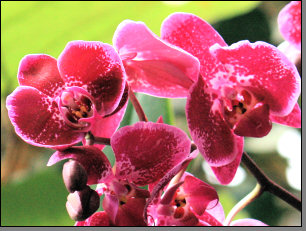 Orchidee